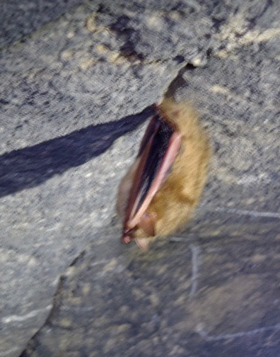 The only brown bat we saw. It was not happy to have us there.