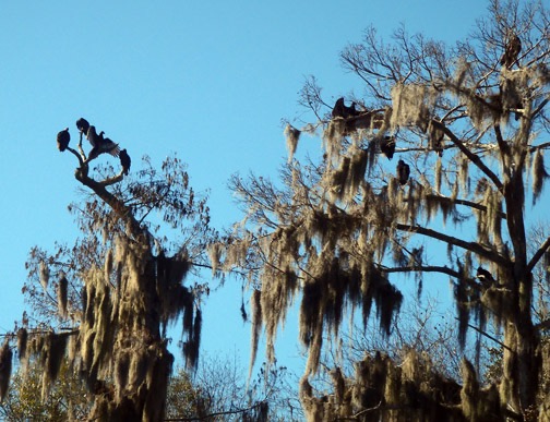 All those vultures in the trees. How many paddlers have they lost here lately?