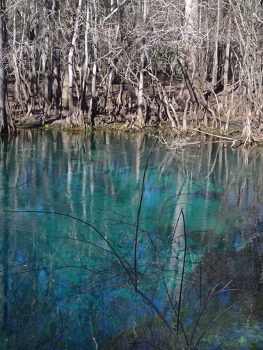 Manatee Springs, in our campground.