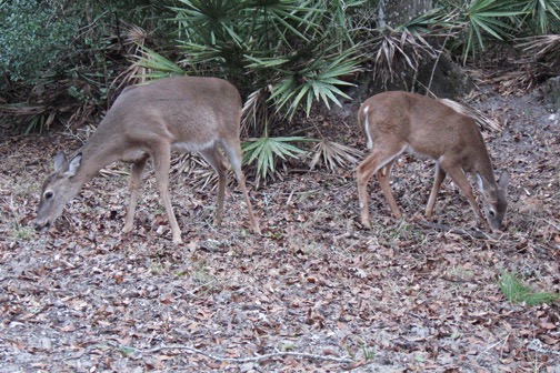 Well, if they popped right out, it wouldn't be very good camoflage, would it?