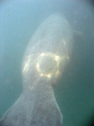 And I spot my first manatee of the trip.