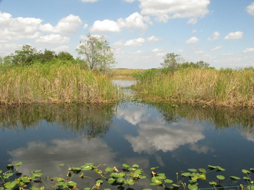 On the road down, along Alligator Alley.