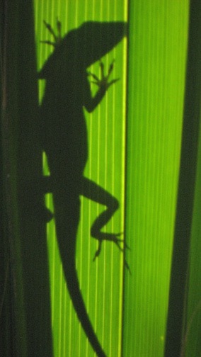 A chameleon strikes a pose in silhouette.