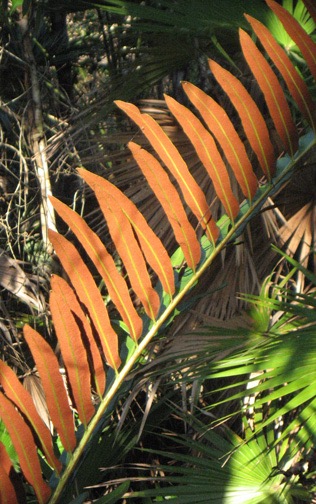 Mahogany Hammock was mostly about the plant life.