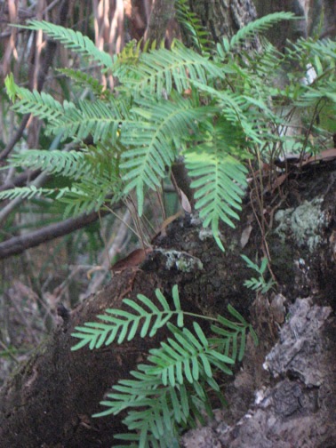 Ferns …