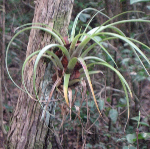 Airplants …