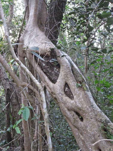 A strangler fig