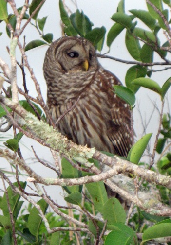 My closest encounter ever with an owl in the wild.