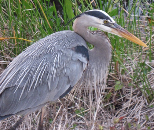 A great blue heron