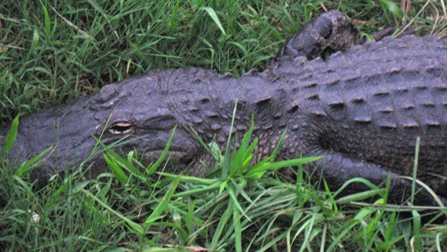 Yes, Virginia, there are alligators in the Everglades!