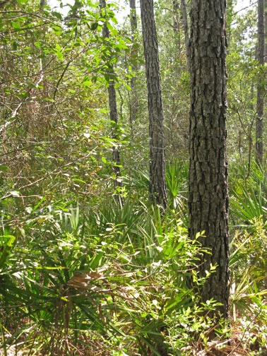 Classic, north Florida scrub forest