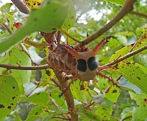 Doug says this will turn into an imperial moth. Yeah, right.