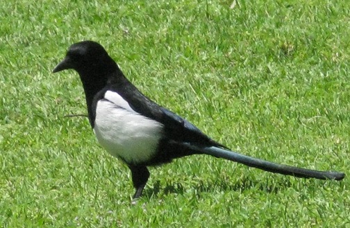 Magpies were common (and noisy).