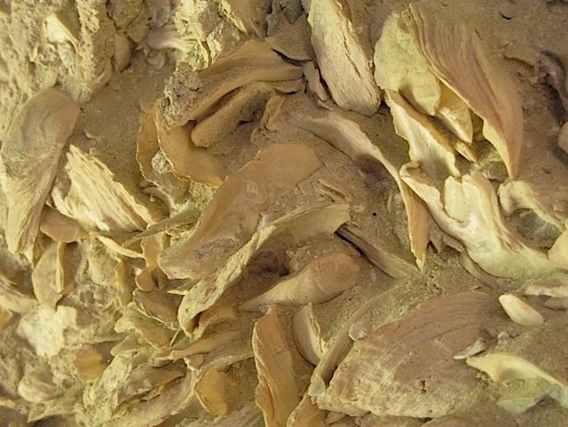 Detail of a tabby wall, a mixture of sand a shells.