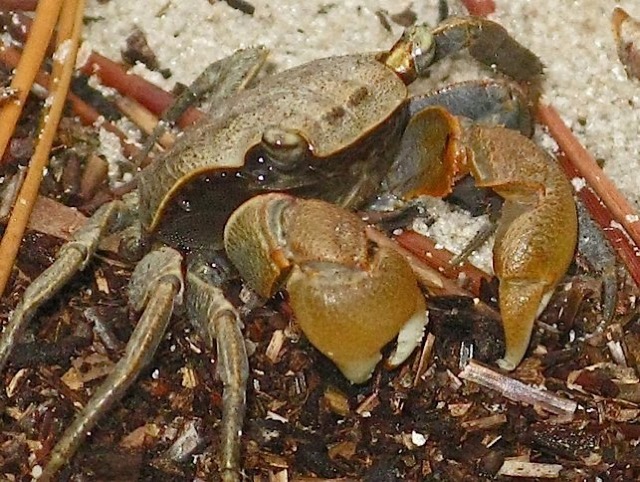 A fiddler crab. Not as colorful as the ones of my youth.