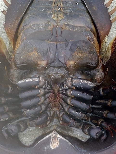 What a face!! Actually the underside of a horseshoe crab, but don't you see a tribal mask?