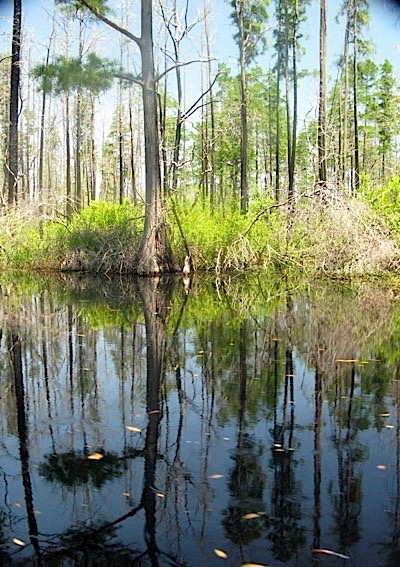 The water really is that black, a kind of mulch tea.