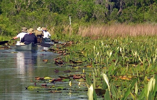 On a prairie section of the swamp.