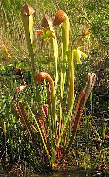 Wild pitcher plants in the prairie.