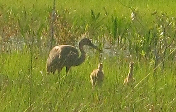 A family of sandhill cranes feeding near our campsite.